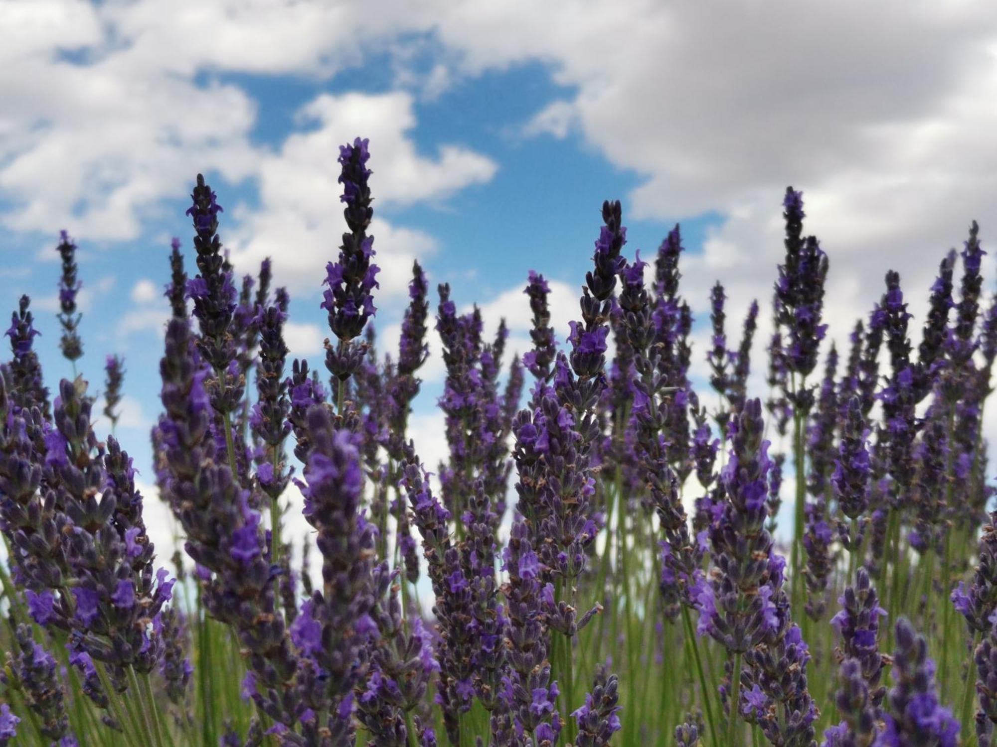 Gite En Provence "Rose" Modene エクステリア 写真