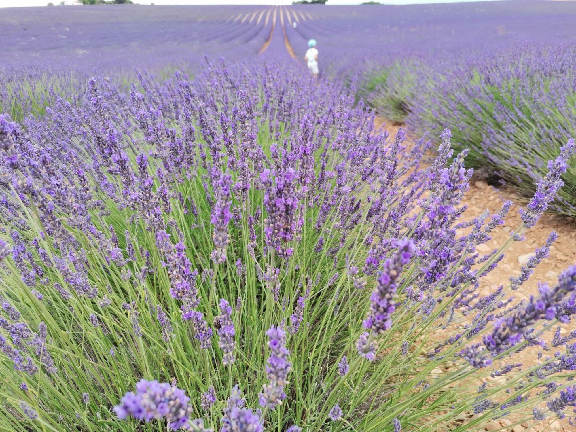 Gite En Provence "Rose" Modene エクステリア 写真