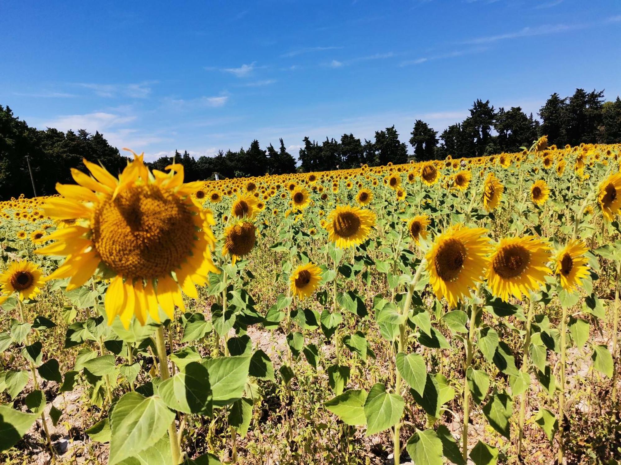 Gite En Provence "Rose" Modene エクステリア 写真