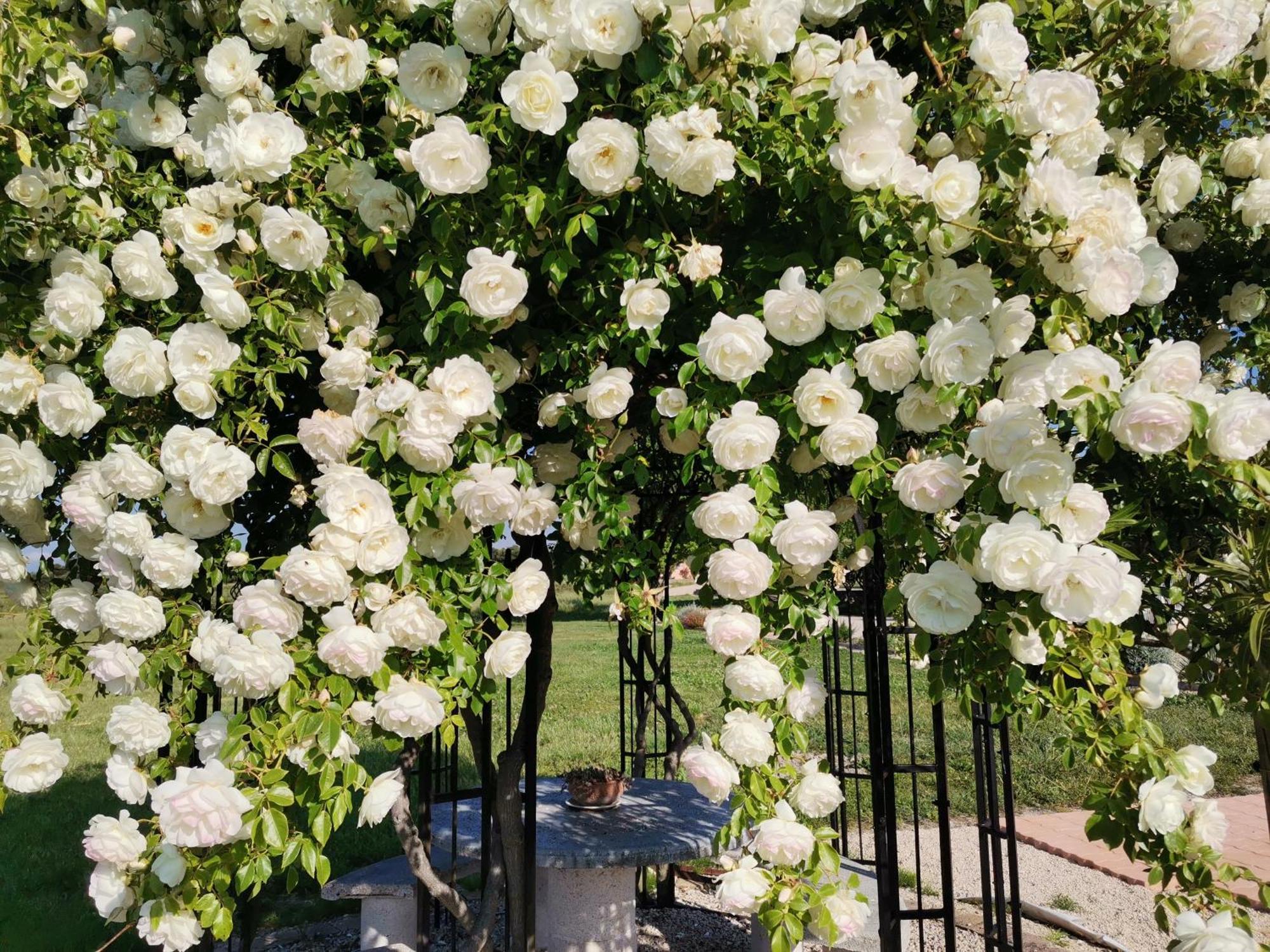 Gite En Provence "Rose" Modene エクステリア 写真