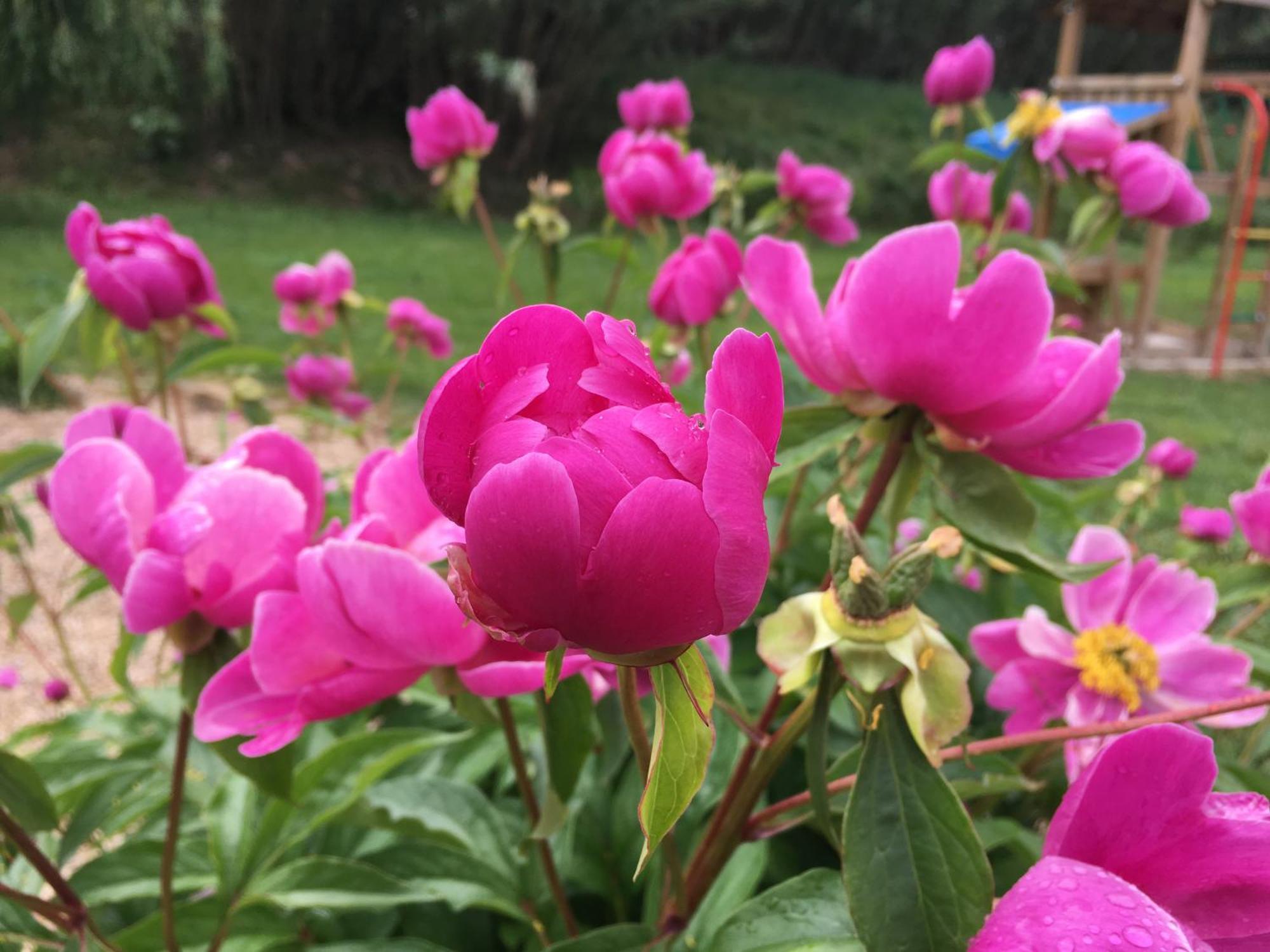 Gite En Provence "Rose" Modene エクステリア 写真